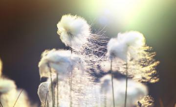 coton